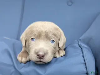 Labrador Retriever dogs for sale: Rascal - Ad 2