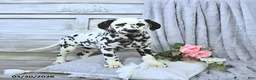 Dalmatian dogs for sale: Skye - Ad 3