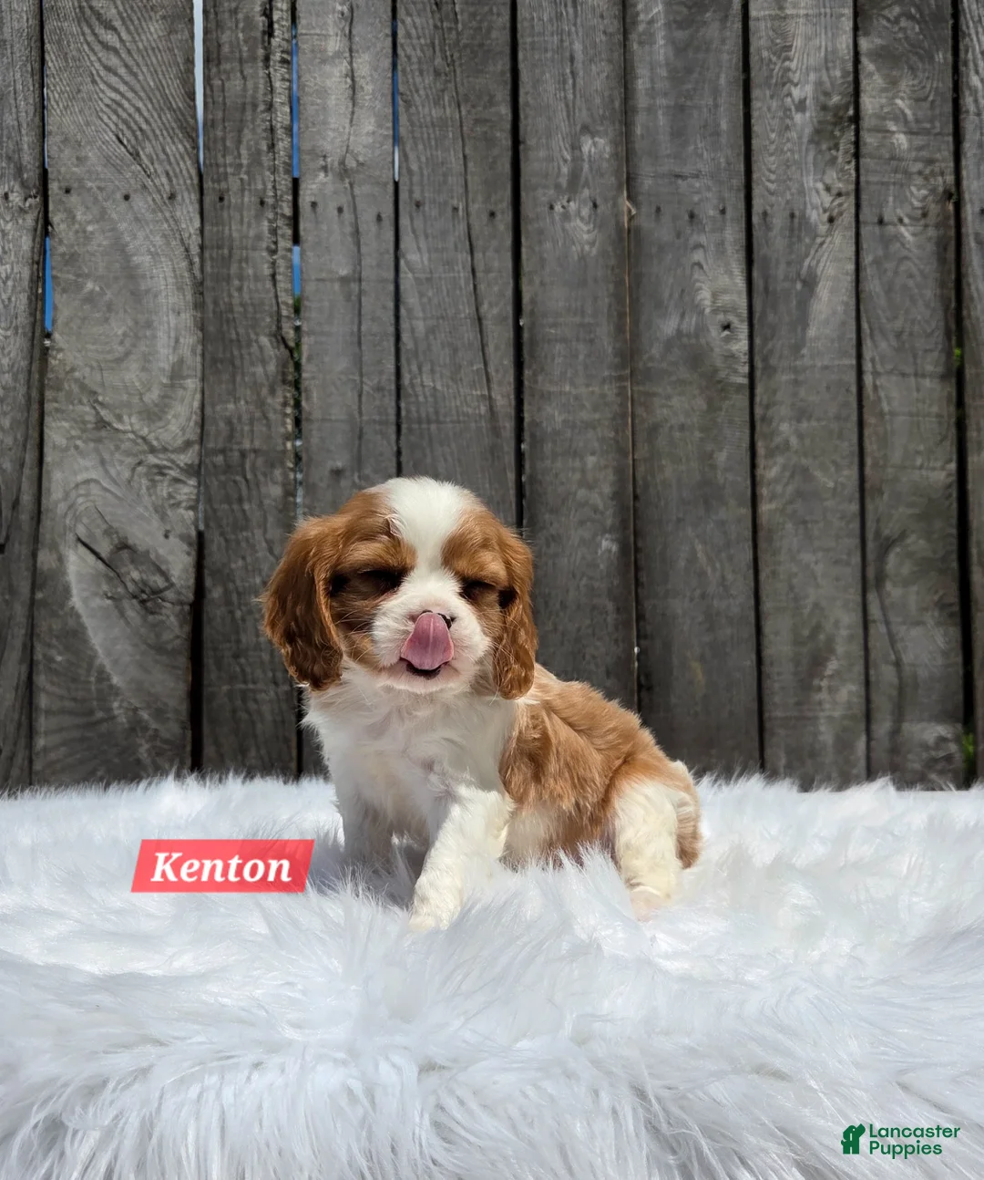 Cavalier King Charles Spaniel dogs for sale: Kenton - Ad 2
