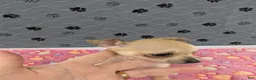 Chihuahua dogs for sale: Arrow - Ad 3