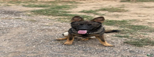 Jager 