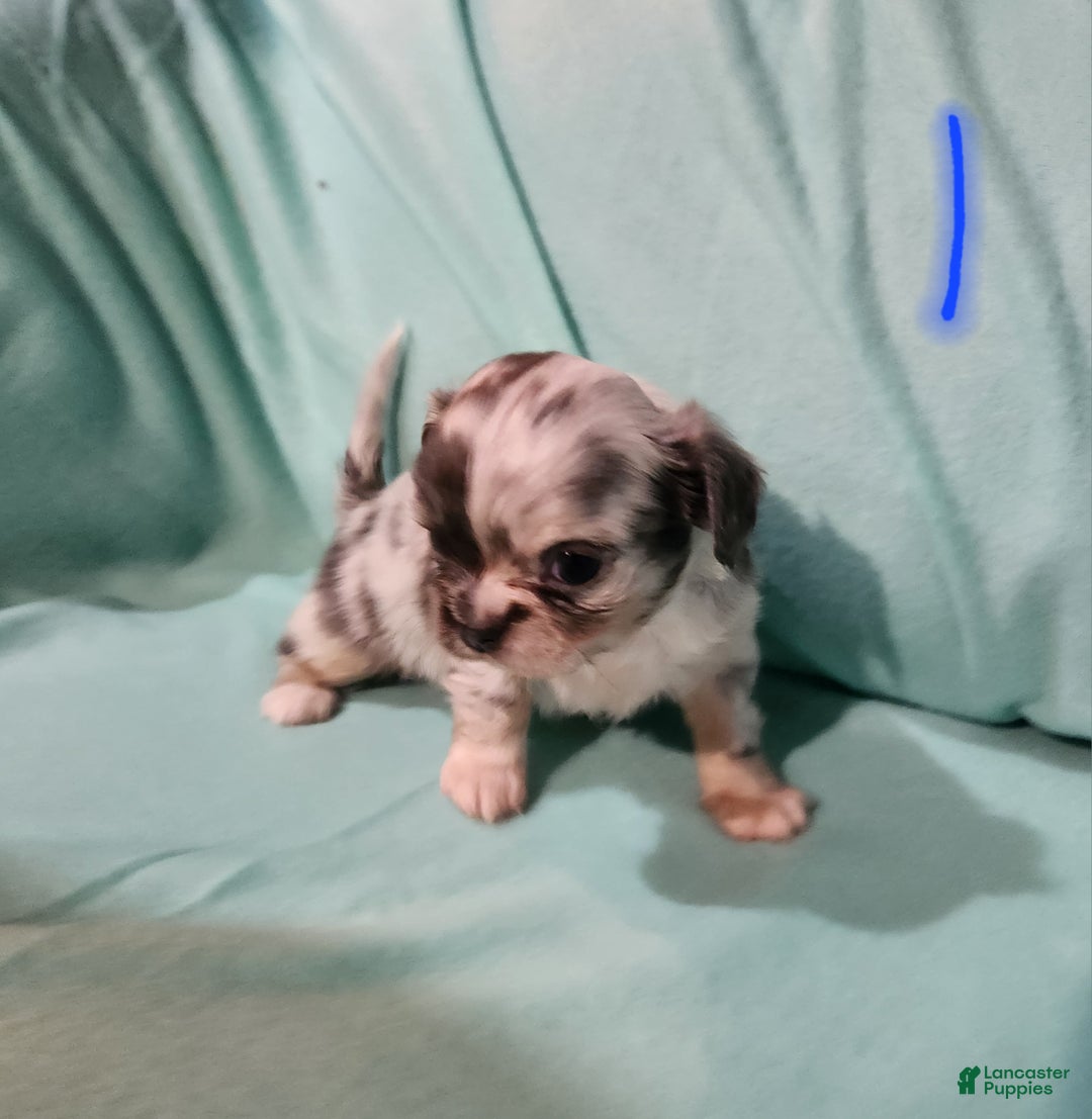 Chihuahua dogs for sale: Boy 1- Blue - Ad 2
