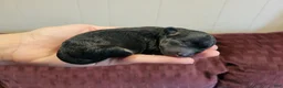 Bichpoo dogs for sale: Ember  - Ad 16
