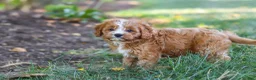Cavapoo dogs for sale: Liberty - Ad 15