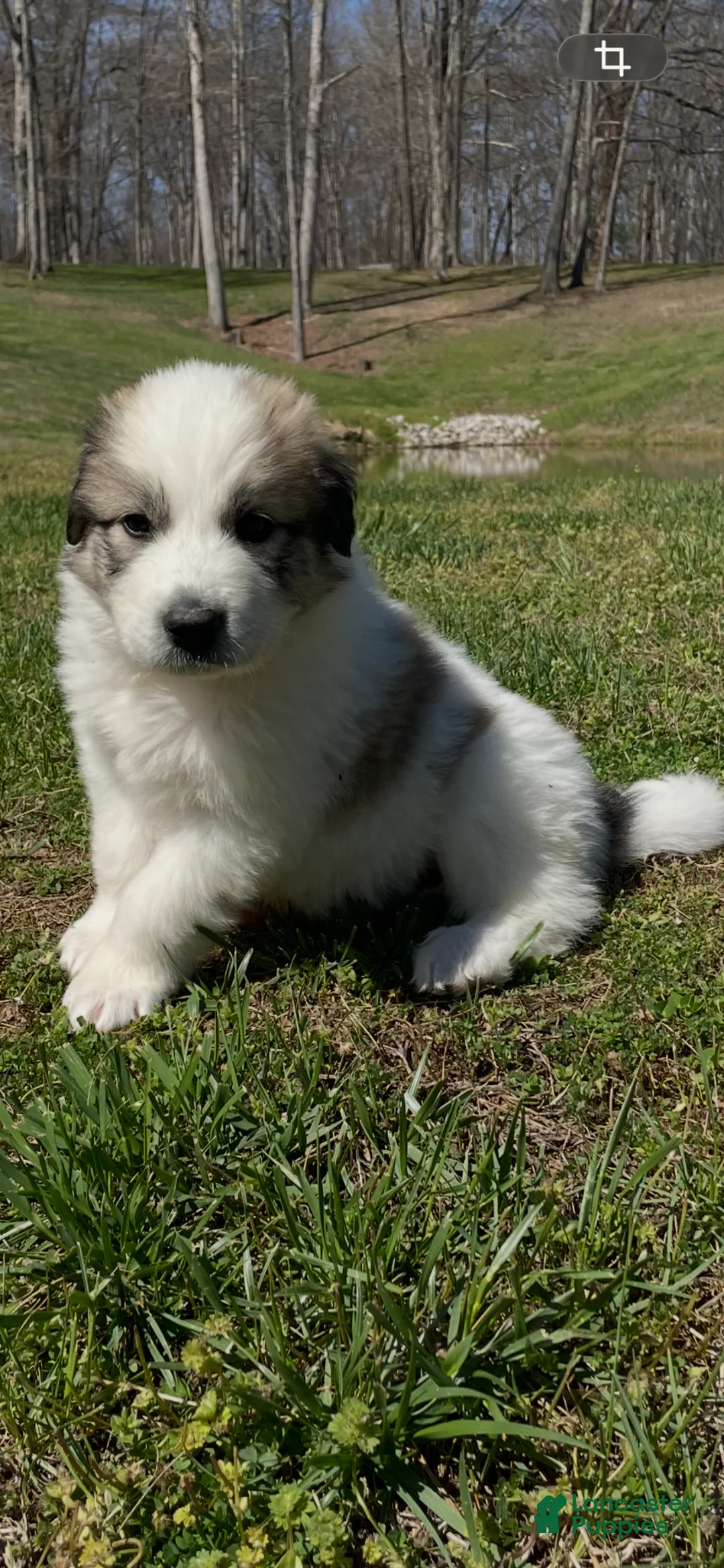 Mixed Breed dogs for sale: Cow Cow - Ad 1