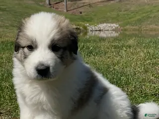 Mixed Breed dogs for sale: Cow Cow - Ad 4