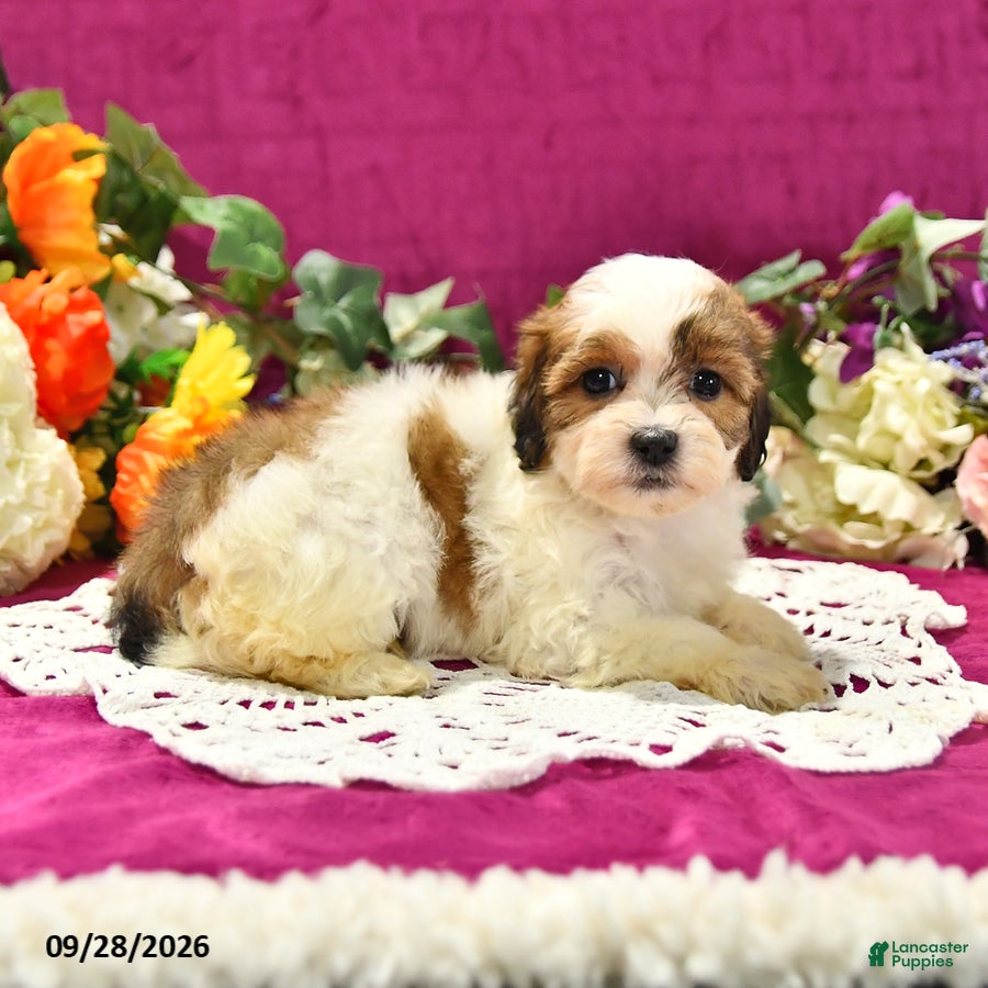 Shihpoo dogs Josie - Ad 2
