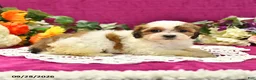 Shihpoo dogs for sale: Josie - Ad 2
