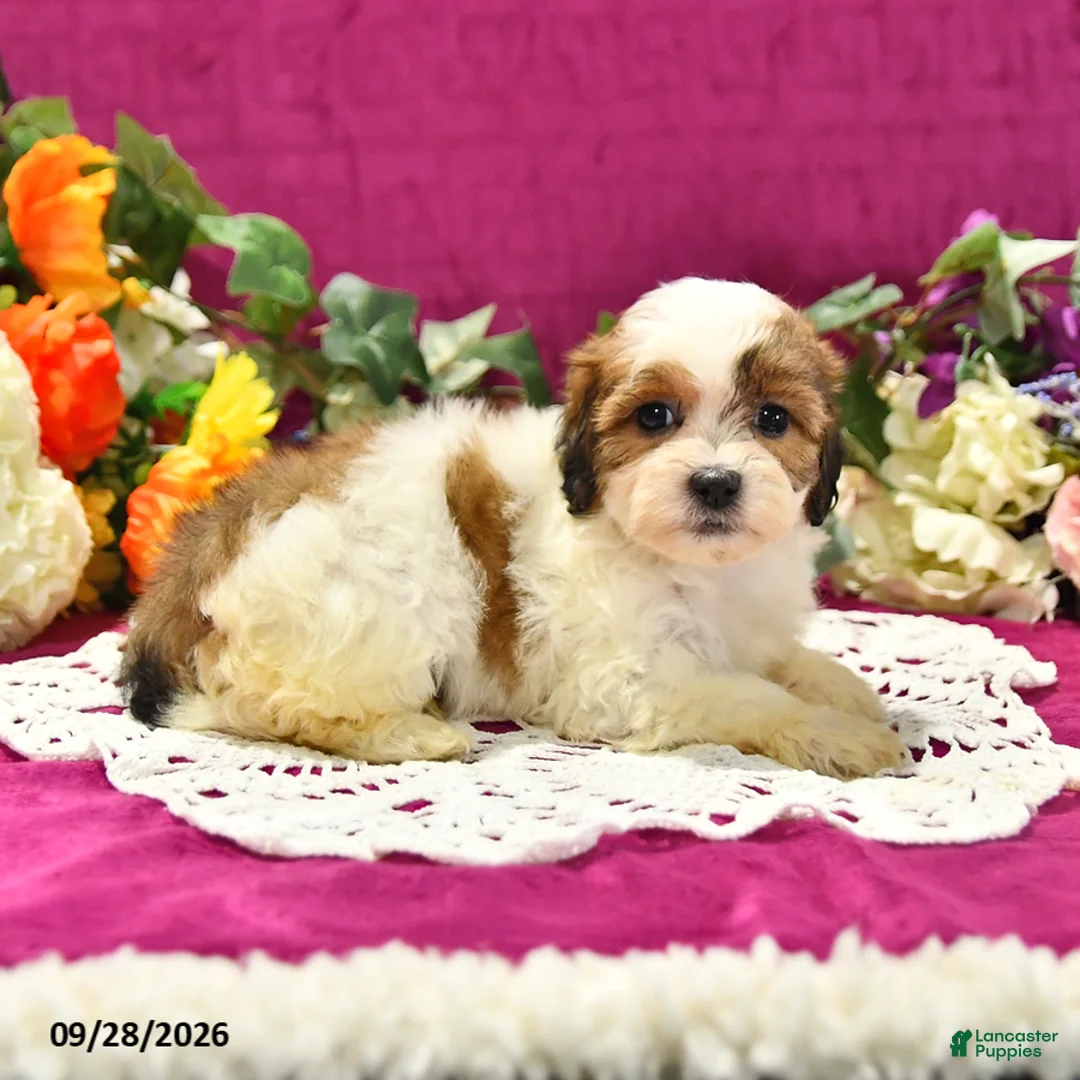 Shihpoo dogs for sale: Josie - Ad 2