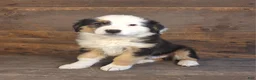 Australian Shepherd dogs for sale: Frank - Ad 4