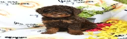 Toy Poodle dogs for sale: Hershey - Ad 3