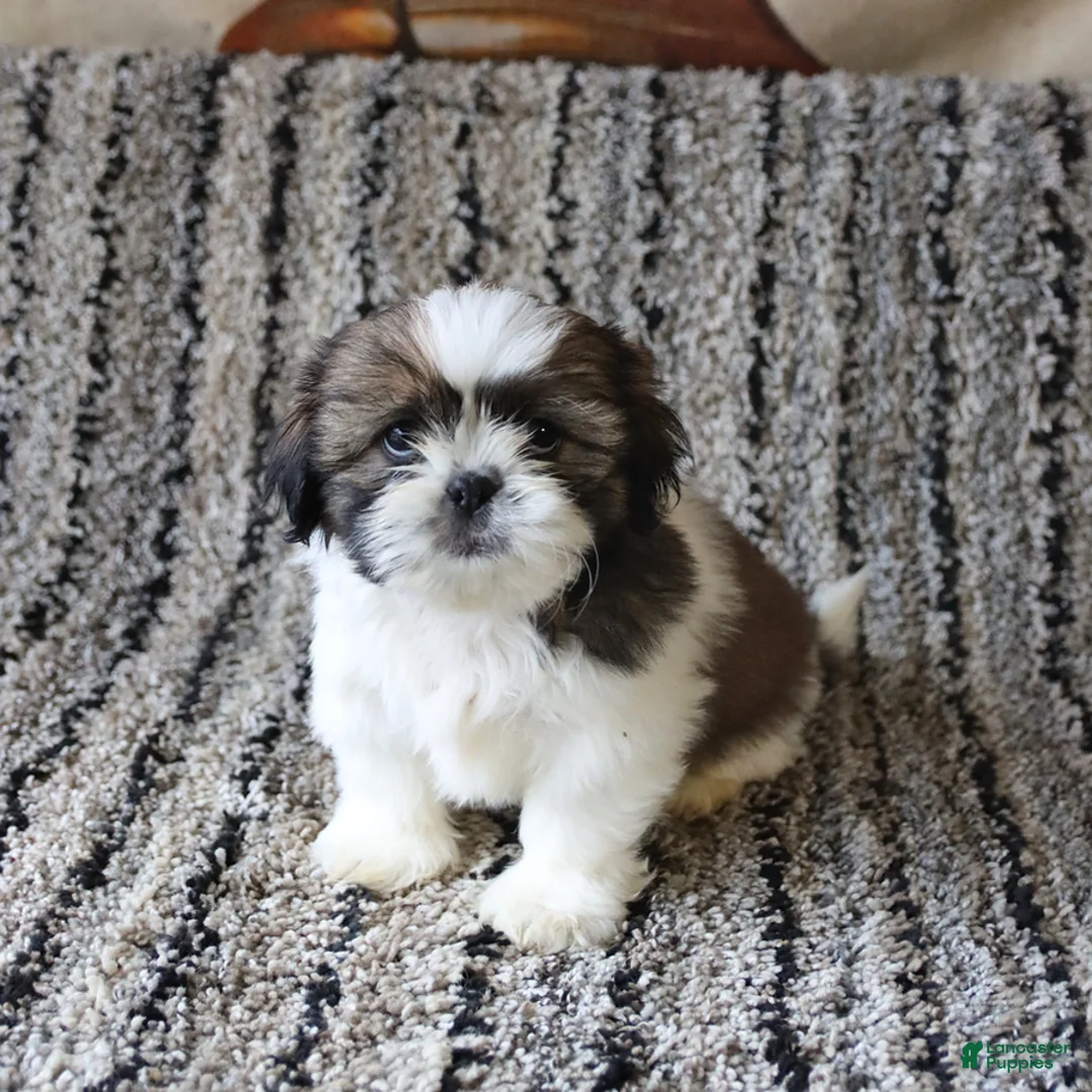 Shih Tzu dogs for sale: Rosie - Ad 4