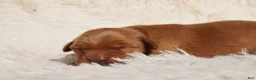 Golden Retriever dogs for sale: Daisy -AKC, Genetically Clear - Ad 37