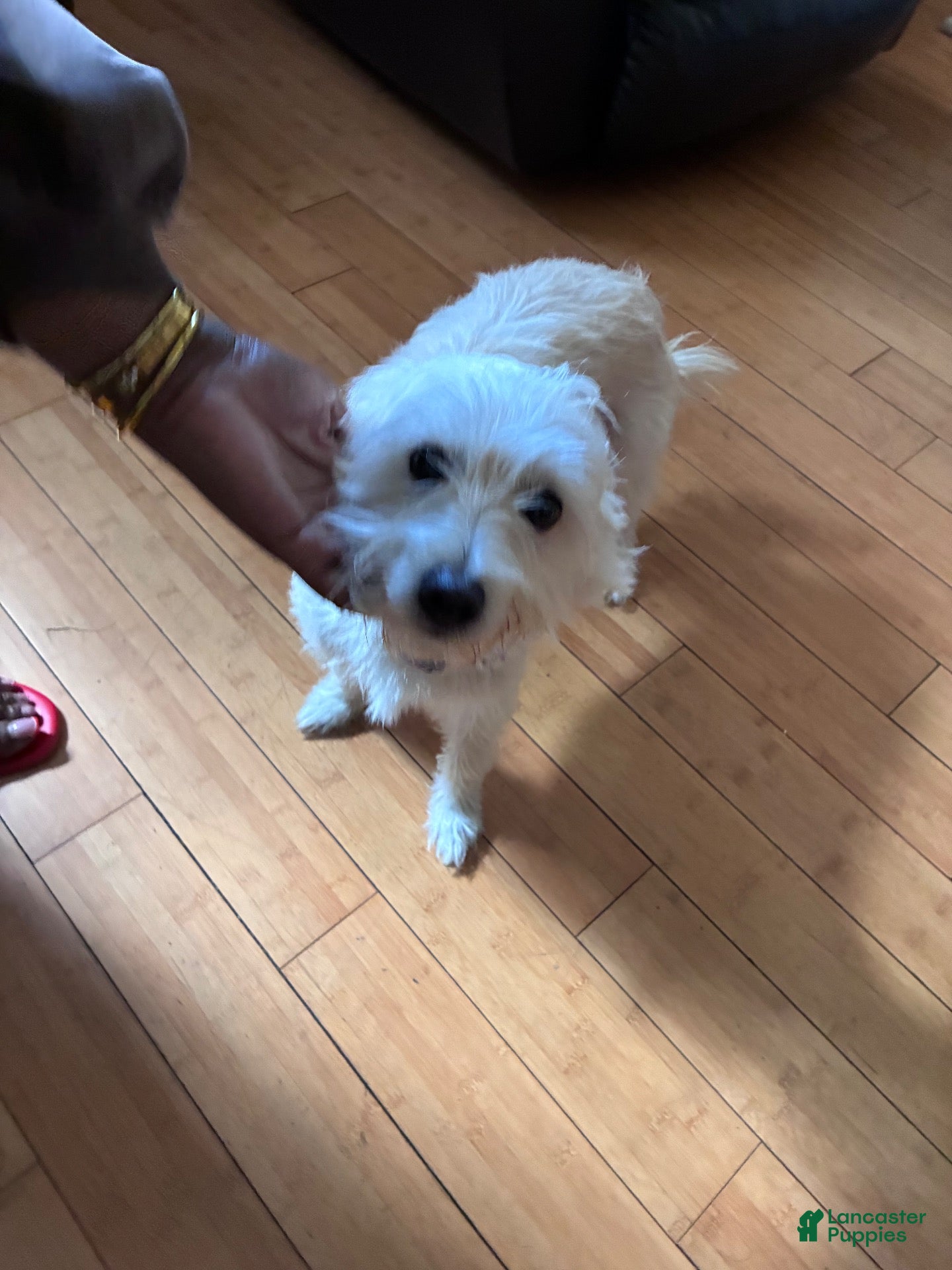 Mixed Breed dogs for sale: Harley - Ad 4