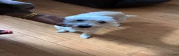 Mixed Breed dogs for sale: Harley - Ad 1