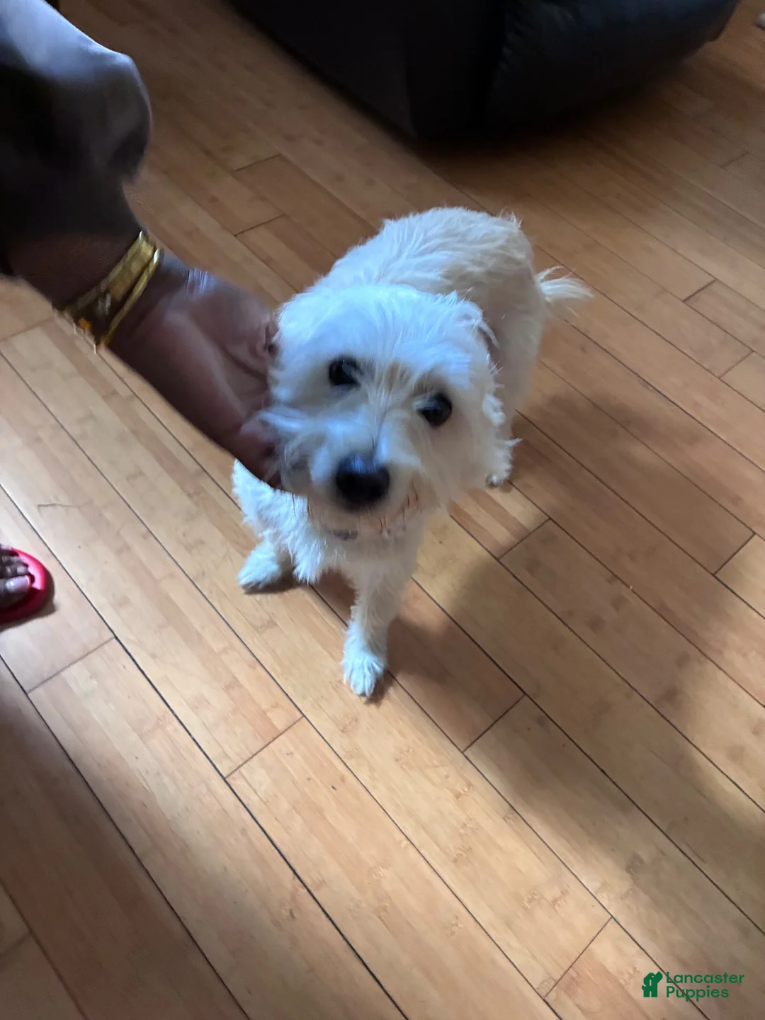 Mixed Breed dogs for sale: Harley - Ad 1