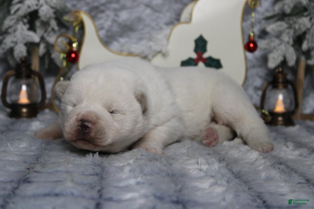 Akita dogs for sale: Jack  - Ad 5