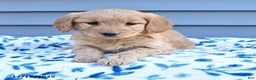 Goldendoodle dogs for sale: Bella   - Ad 3