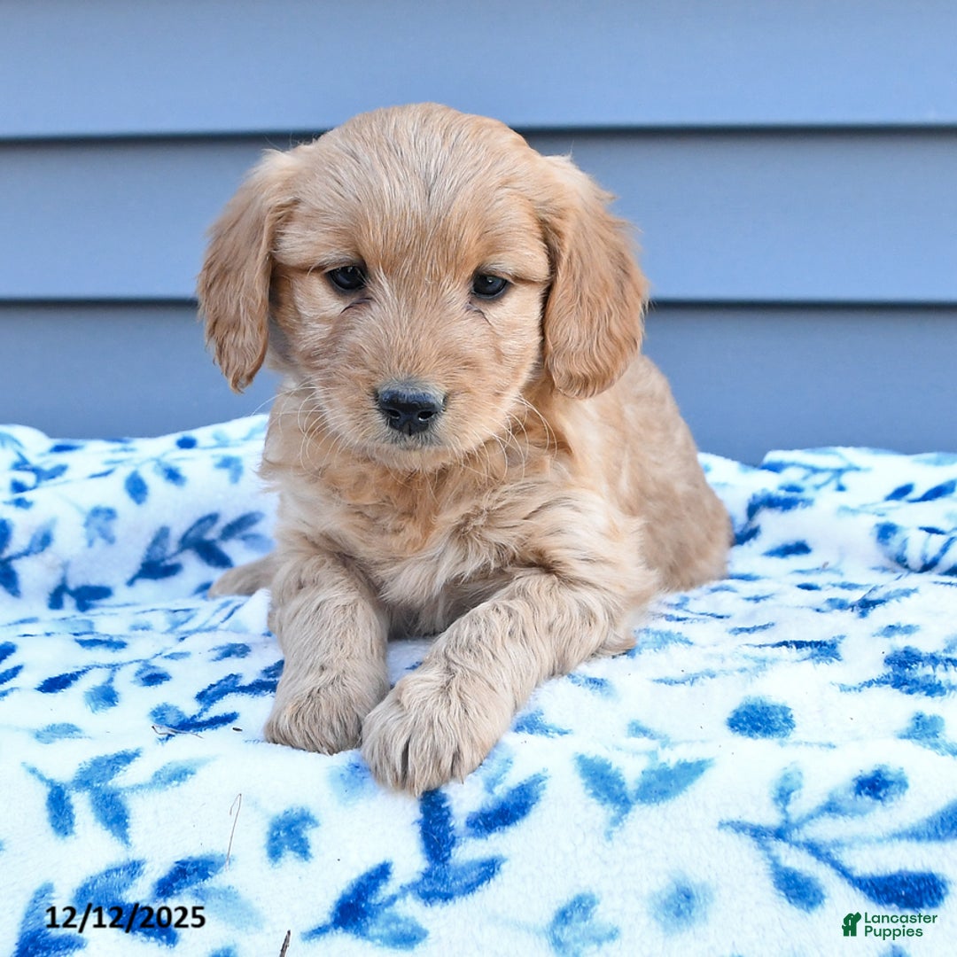 Goldendoodle dogs for sale: Bella   - Ad 3