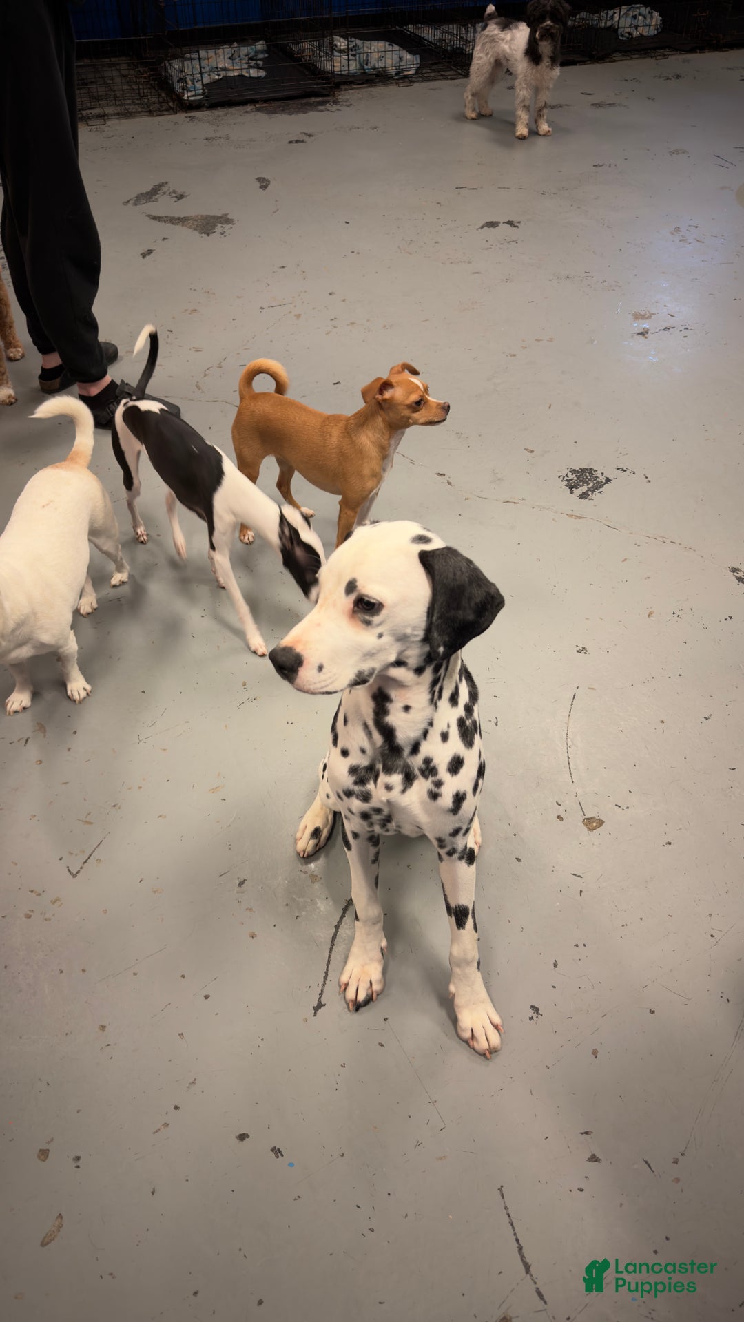 Dalmatian dogs for sale: Dalmatian Puppy 1 - Ad 6