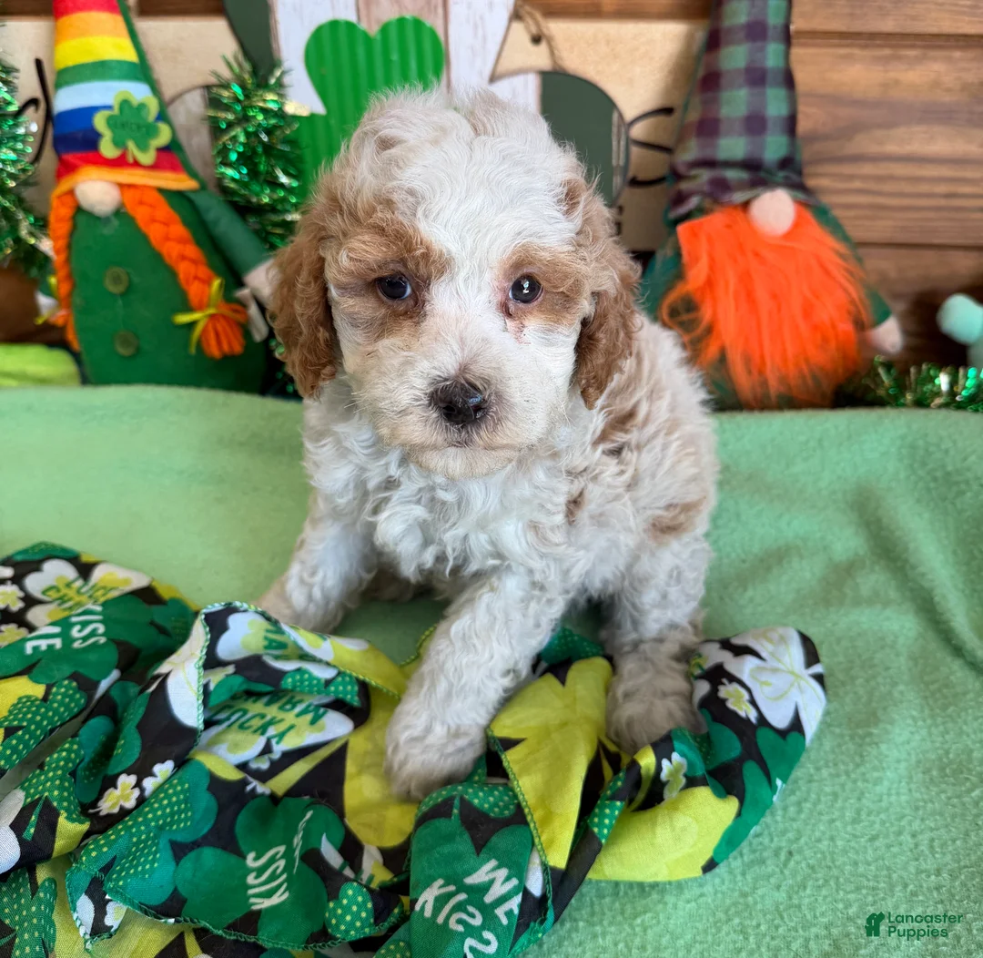 Mini Goldendoodle dogs for sale: Rita - Ad 1