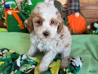 Mini Goldendoodle dogs Rita - Ad 9