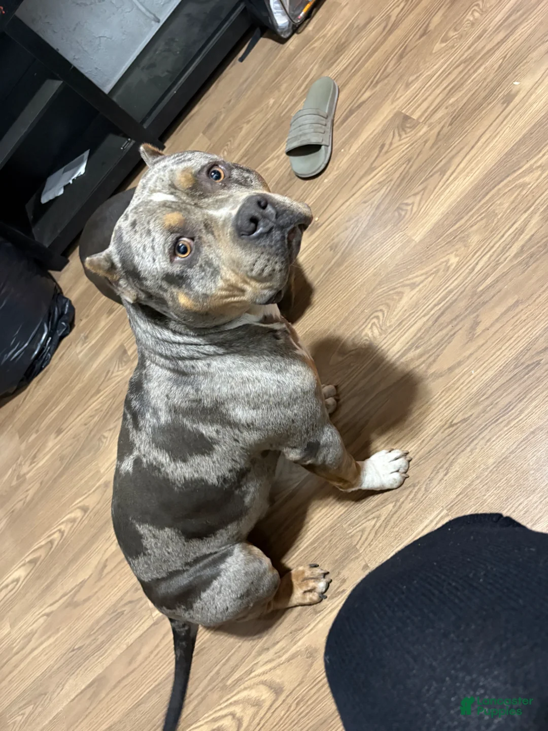 American Bully dogs for stud: Draco - Ad 2