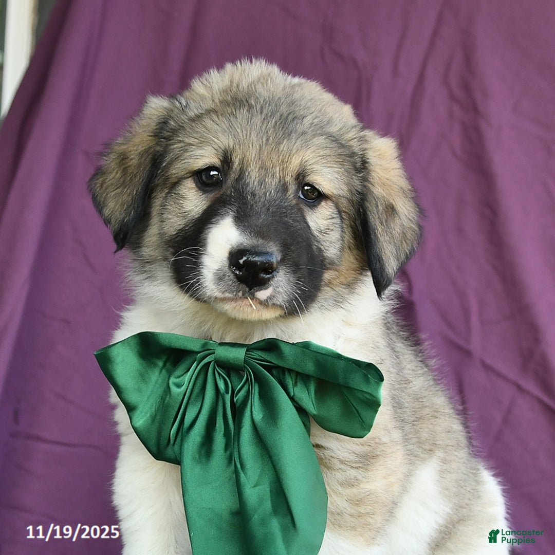 Mixed Breed dogs for sale: Boulder - Ad 5