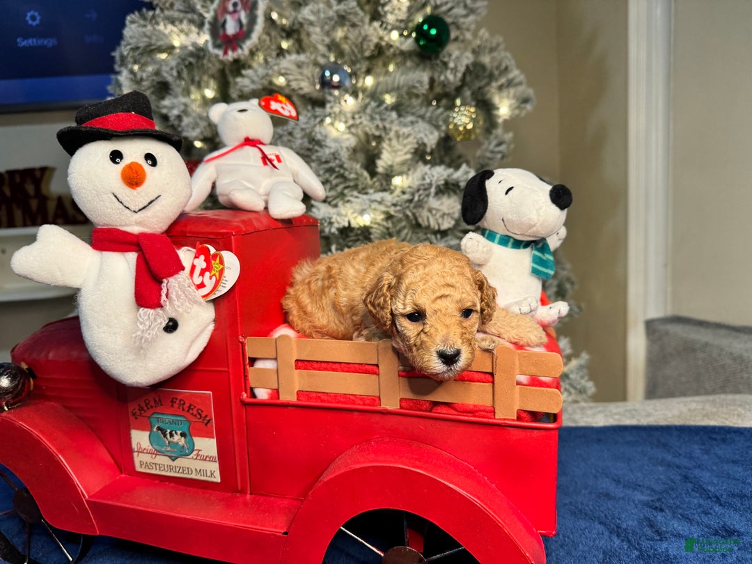 Toy Poodle dogs for sale: Peanut - Ad 6