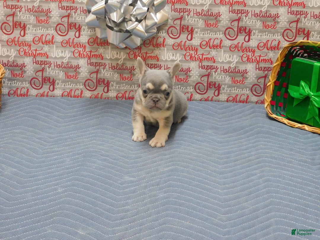 French Bulldog dogs for sale: Benny - Ad 3
