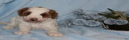 Mini Goldendoodle dogs for sale: Mini Goldendoodle 1 - Ad 7
