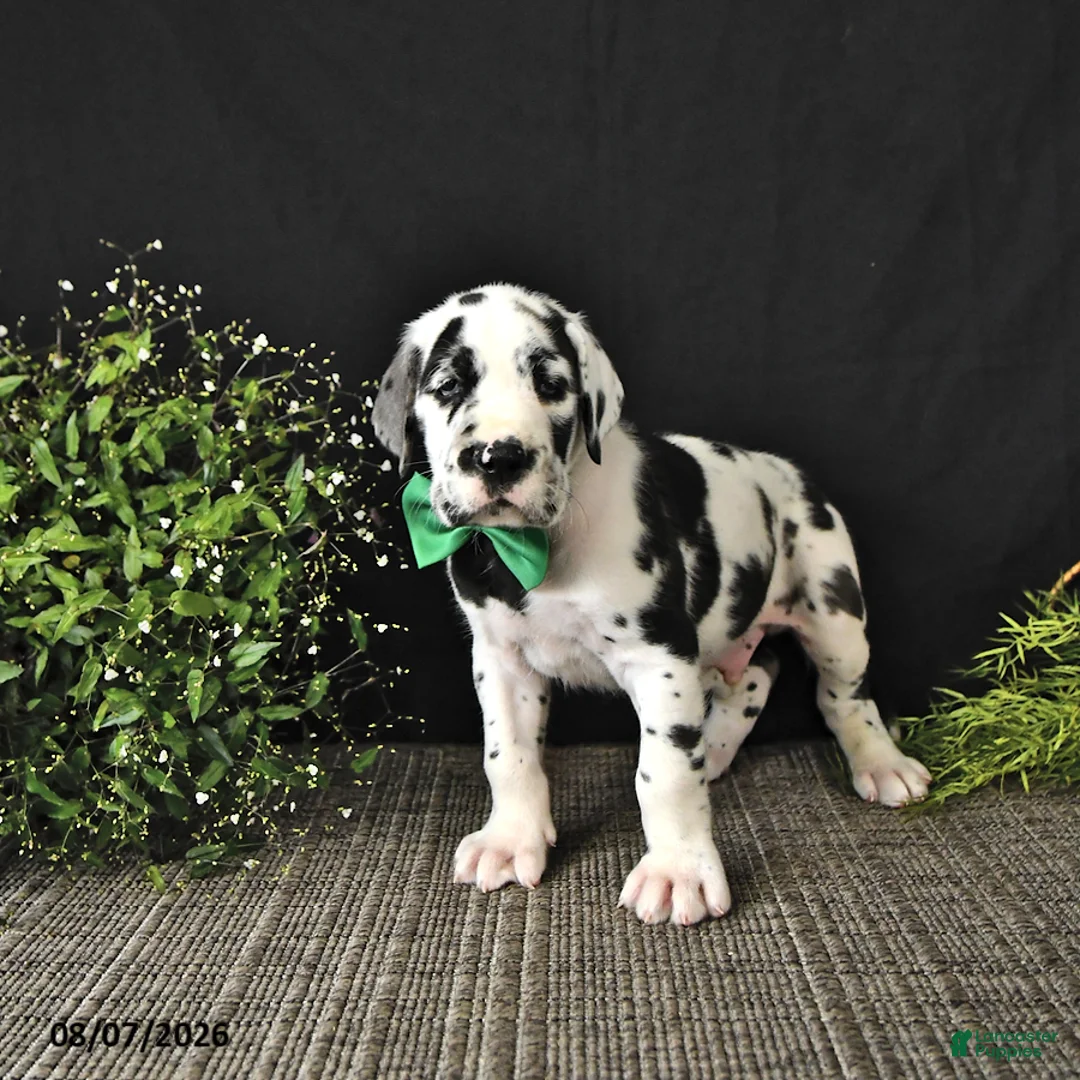 Great Dane dogs for sale: Chase - Ad 2