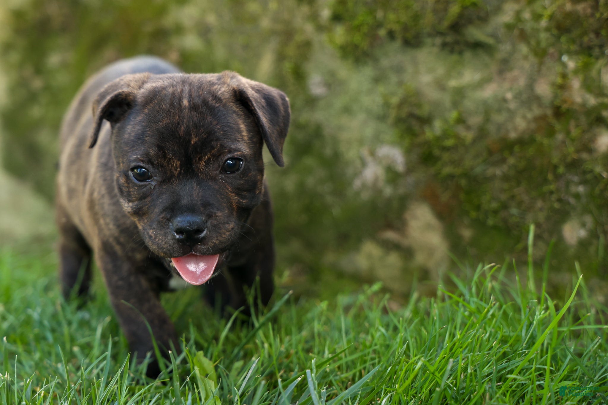 Staffordshire Bull Terrier dogs Melody 🎀 - Ad 2