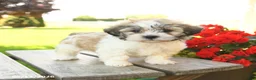Teddy Bear dogs for sale: Korie - Ad 2