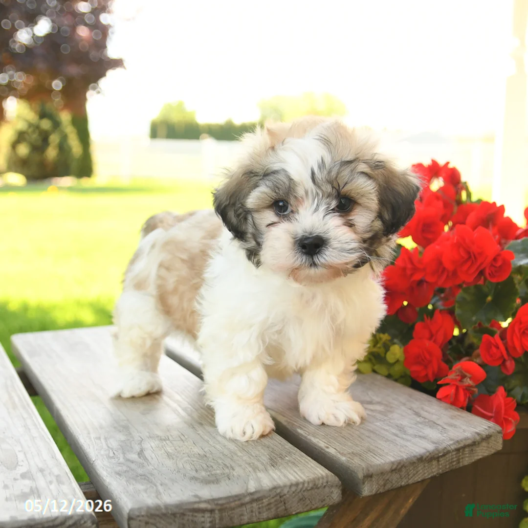 Teddy Bear dogs for sale: Korie - Ad 2