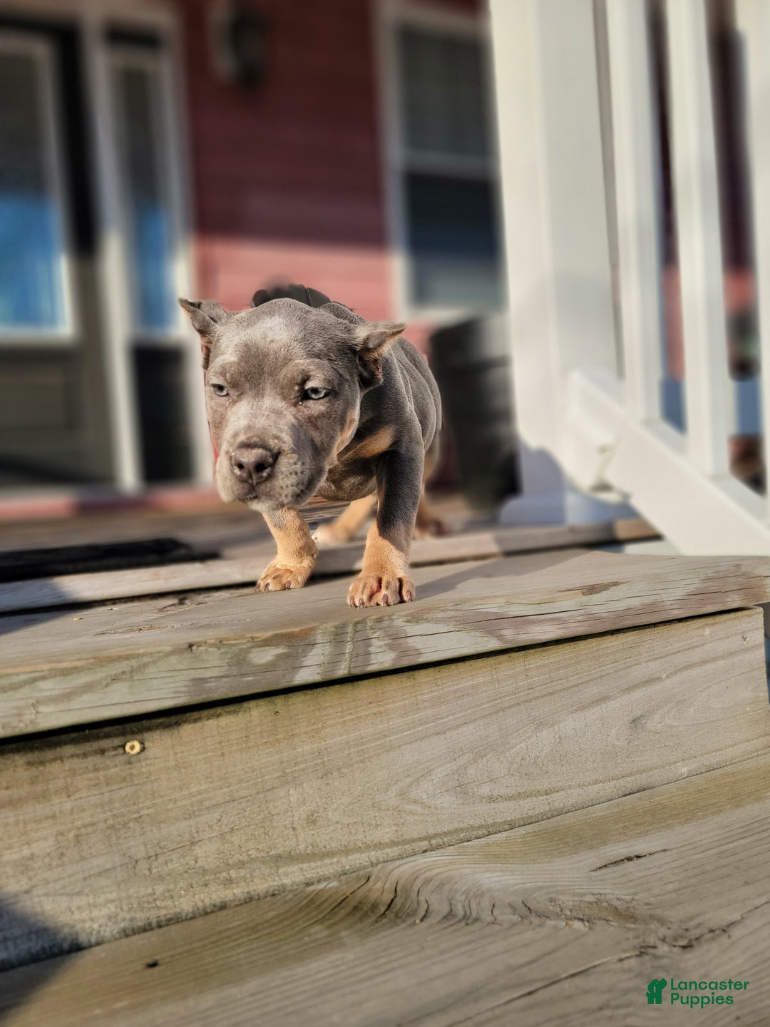 American Bully dogs for sale: American Bully Puppy 1 - Ad 9