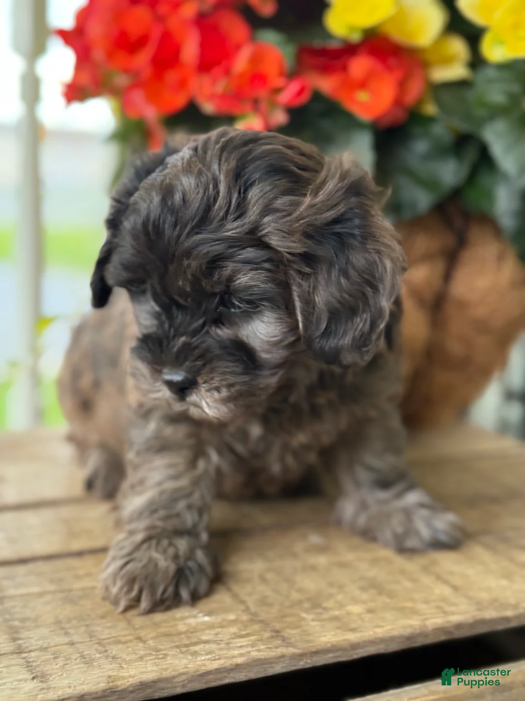 Mixed Breed dogs for sale: Quincey - Ad 2