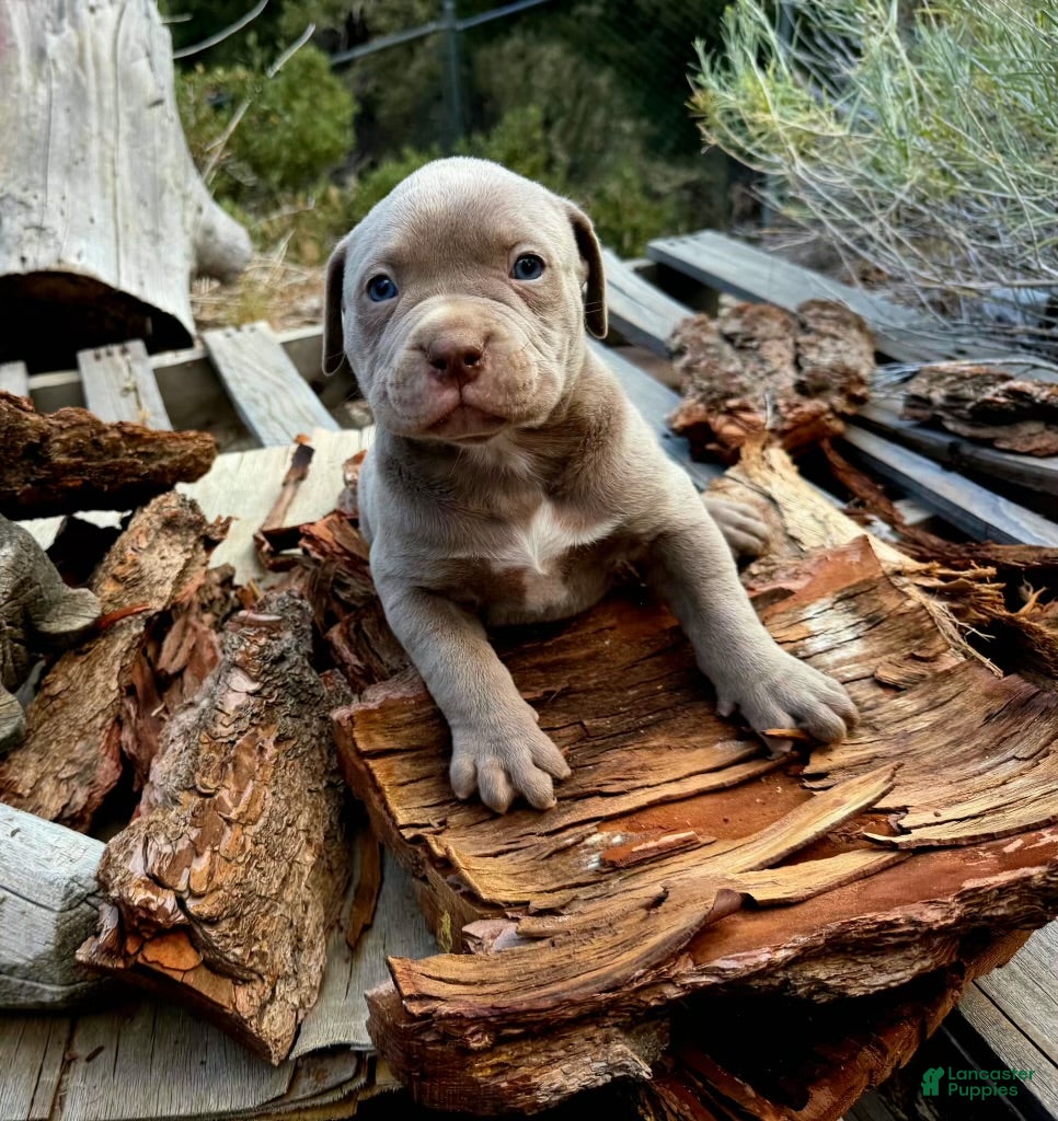 American Bully dogs Lila - Ad 3