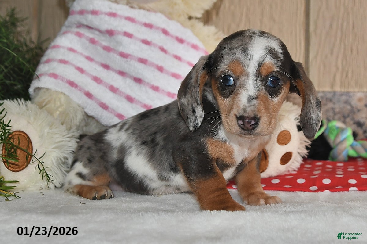 Miniature Dachshund dogs Lilly Grace - Ad 39