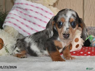Miniature Dachshund dogs Lilly Grace - Ad 39