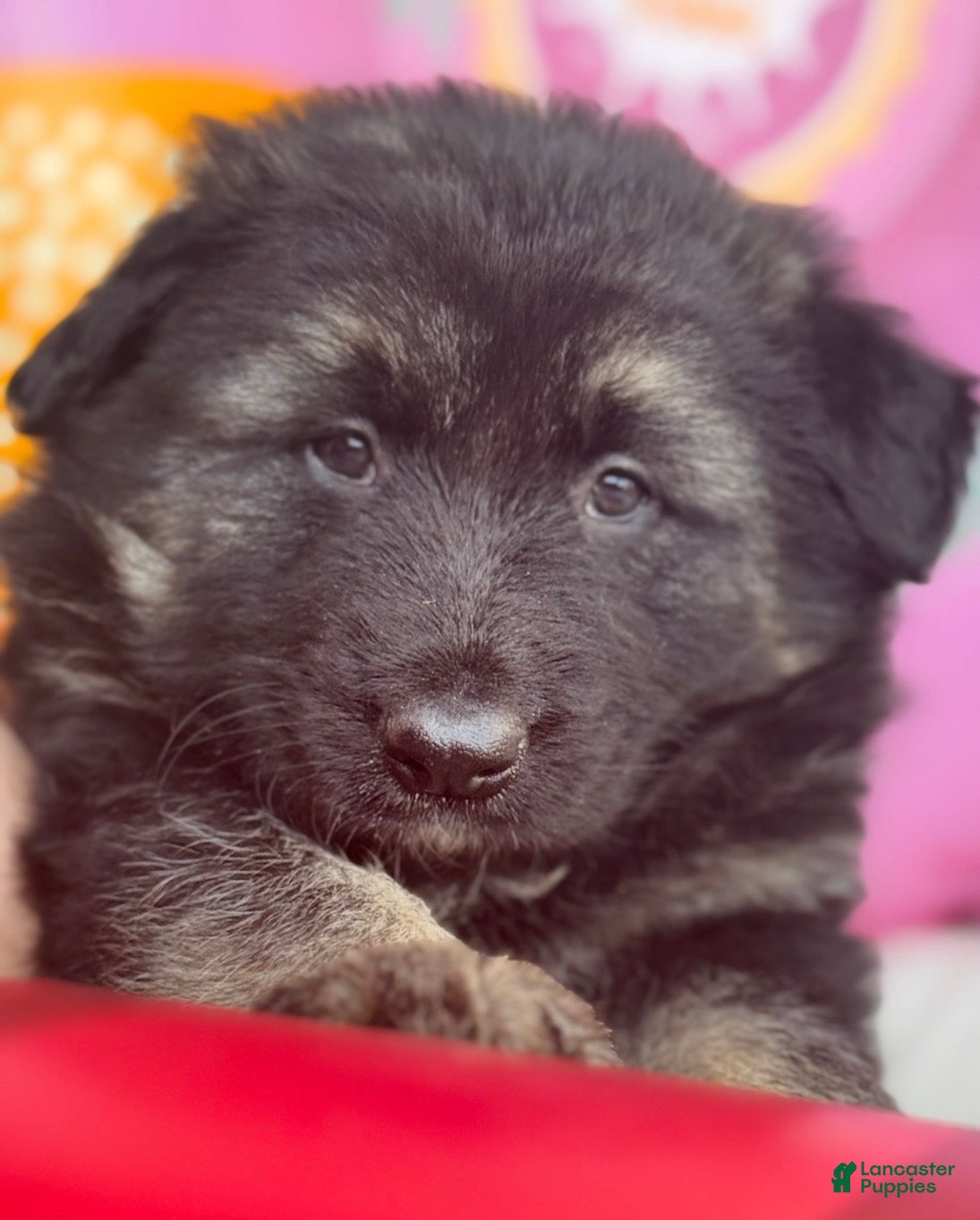 German Shepherd dogs Zara - Ad 1