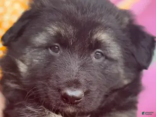 German Shepherd dogs for sale: Zara - Ad 1