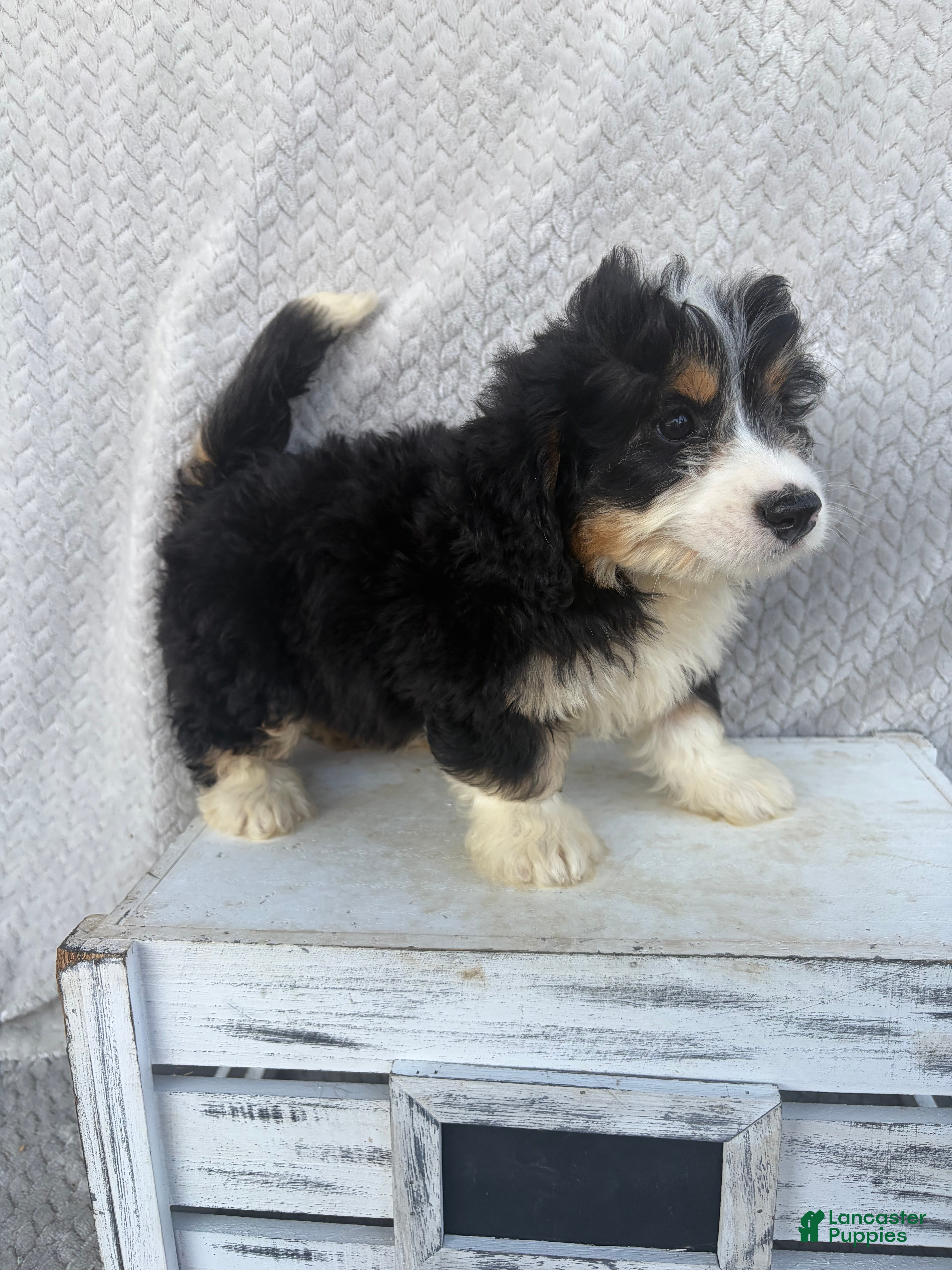 Mini Bernedoodle dogs Skye - Ad 2