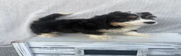 Mini Bernedoodle dogs for sale: Skye - Ad 2