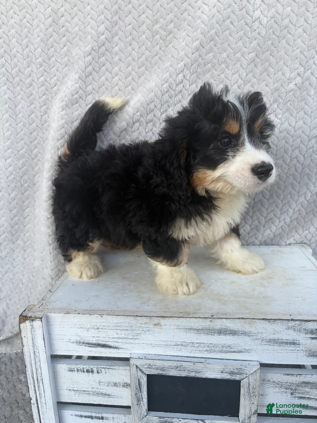 Mini Bernedoodle dogs for sale: Skye - Ad 2