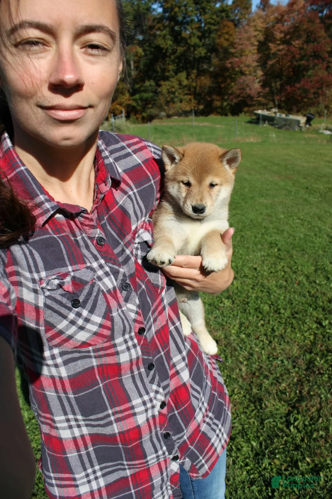 Shiba Inu dogs for sale: Cardigan  - Ad 1
