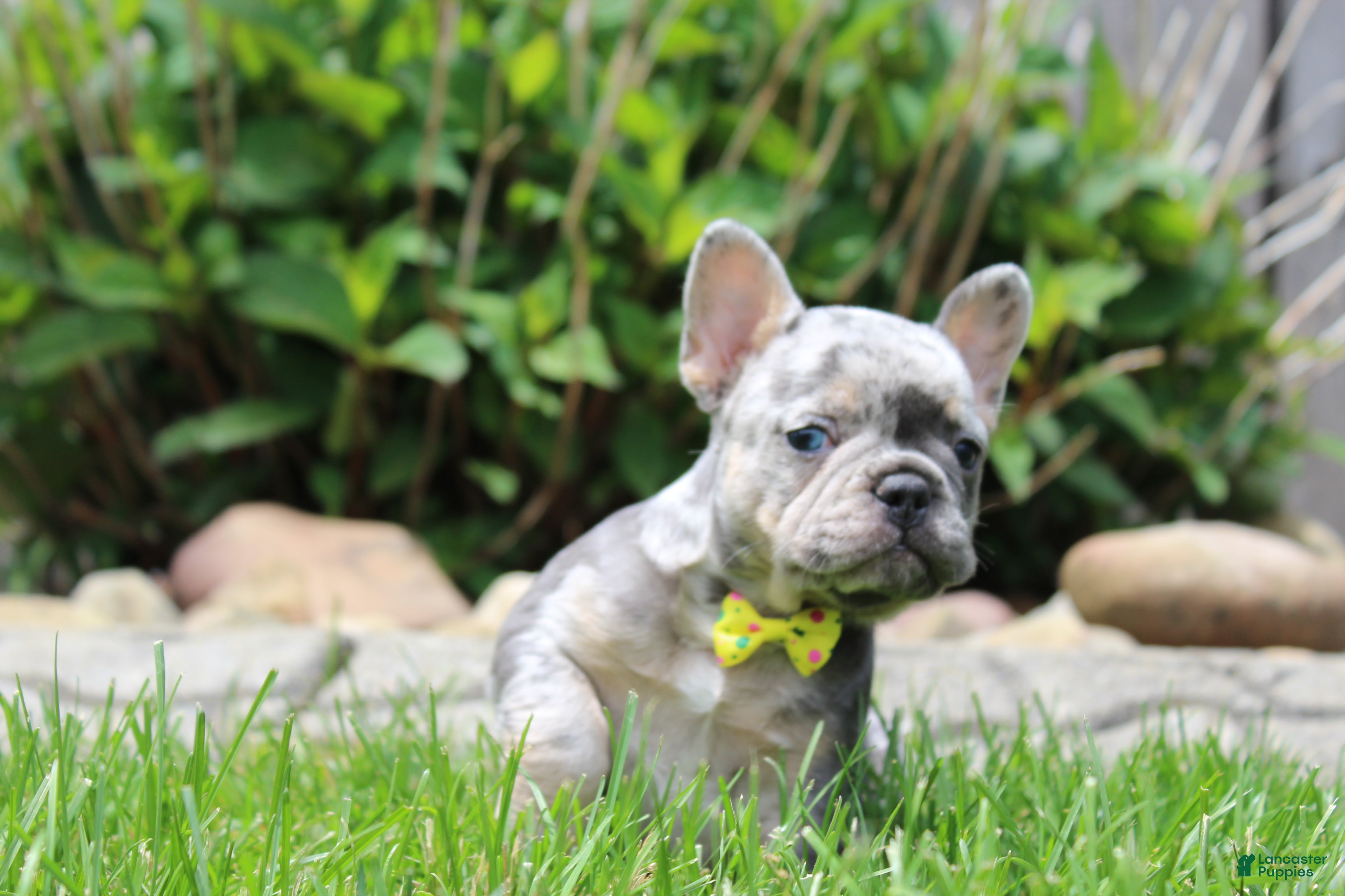 AKC Bella