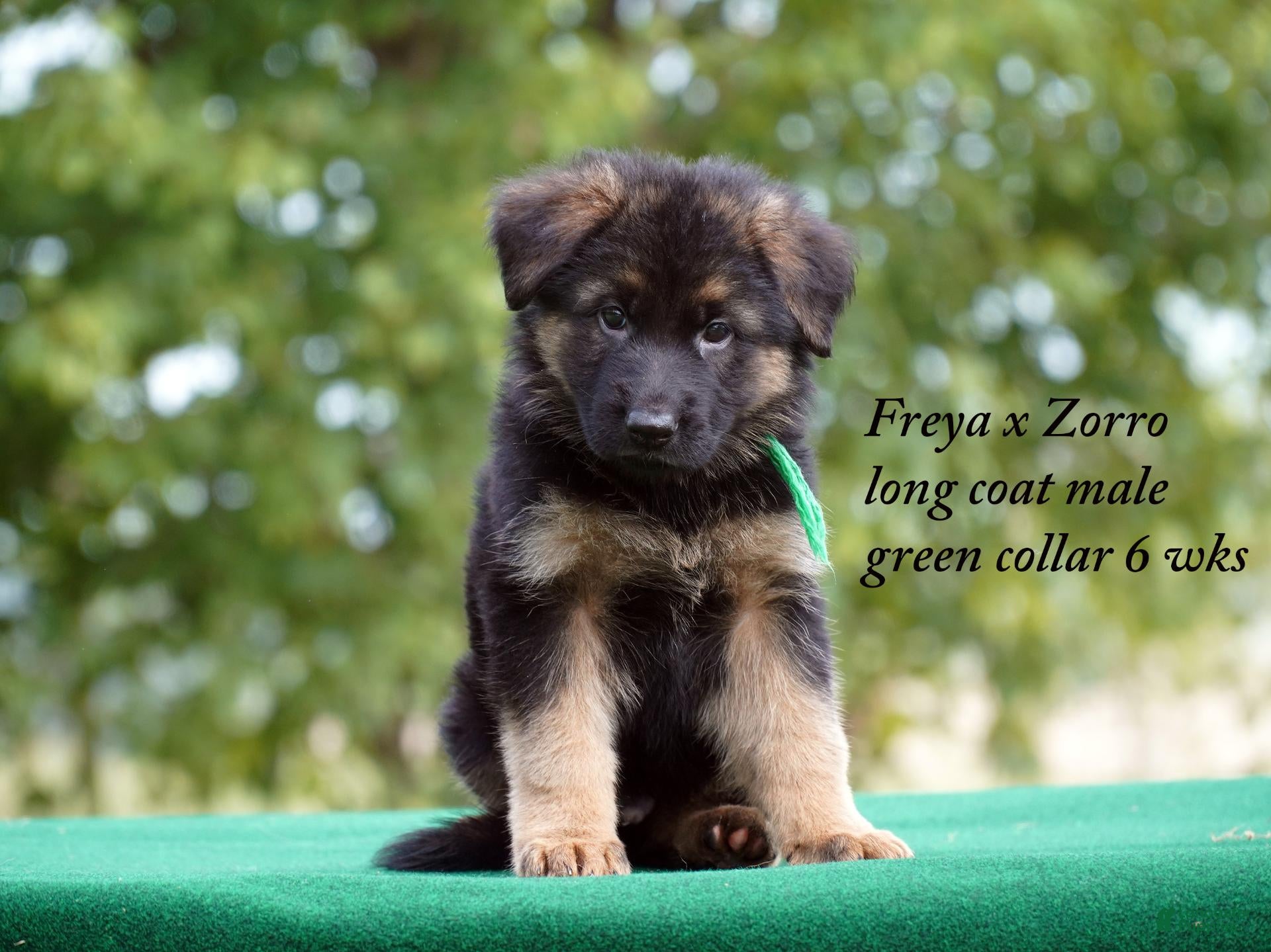 German Shepherd dogs German Shepherd orange collar male - Ad 27