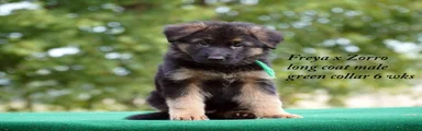 German Shepherd orange collar male