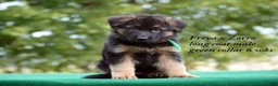 German Shepherd dogs for sale: German Shepherd orange collar male - Ad 1